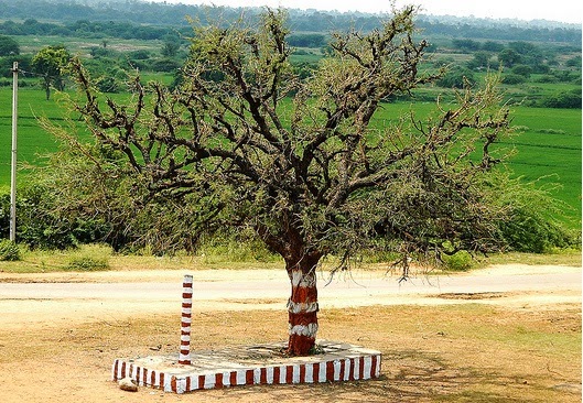 Telangana State Tree Jammi chettu, Telangana tree Prosopis Cineraria.