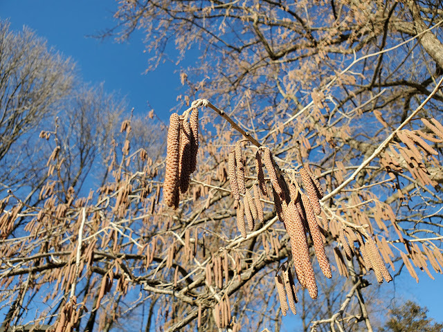 Spring catkins by Marie Viljoen