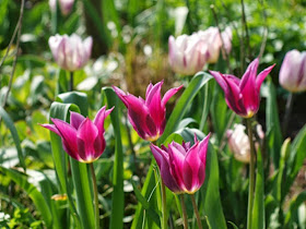 Stribet tulipan Rems Favourite og liljeformet tulipan Maytime klæder. Tulipaner der passer sammen i haven