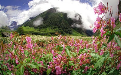 Himalaya Valley of Flowers, himalaya