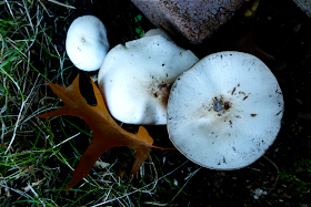 mushrooms, dirt, oregon, garden