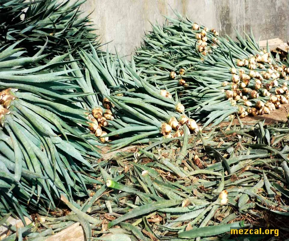 Espadín maguey plants for planting in the district of Ejutla, Oaxaca. Agave angustifolia,Maguey,Maguey,Hijuelos,Oaxaca,Espadín