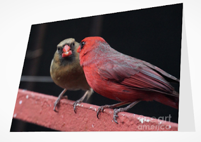 This is a screen shot of a card which I'm selling on Fine Art America. It features a cardinal couple. The male (red) is on the left. The female (brownish) is on the right. They are perched on an orange-colored metal railing and appear to be staring into each others eyes.  Info re this card is @ https://fineartamerica.com/featured/cardinal-love-1-patricia-youngquist.html?product=greeting-card