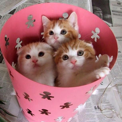 Cute Kittens