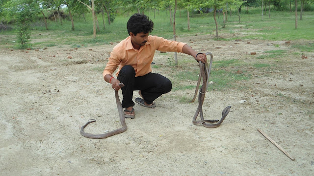 खतरों के खि‍लाड़ी मुरारी बाबू (Murari Babu- A Snake Charmer)