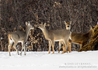 The young deer, at left, ran across the field to greet  the older right, centre, which stood still and watched,  then rubbed noses when the young one arrived.photo © Shelley Banks, all rights reserved