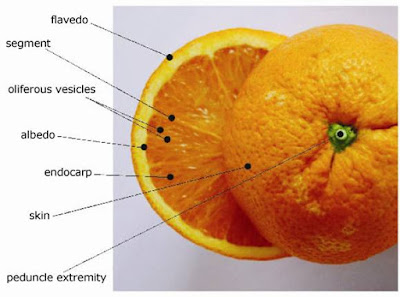 hesperidium fruit pictures