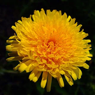 Grow Dandelion