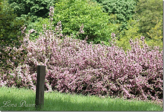 DA_Weigela_pink