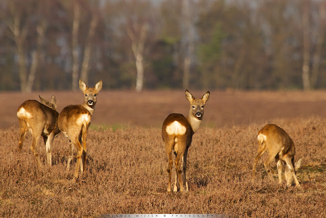 Sprong Reeën - Roe Deer - Capreolus capreolus