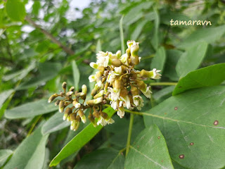 Маакия амурская (Maackia amurensis)