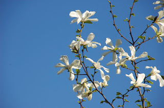 Magnolia de Kobe, petit arbre, arbre printemps, arbres de jardin