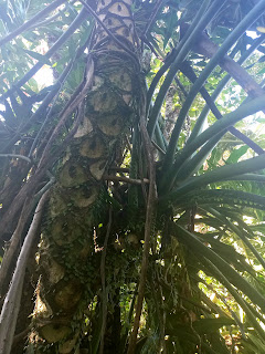 Stamm des Philodendron Thaumatophyllum bipinnatifidum