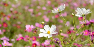 When To Plant Cosmos Flower