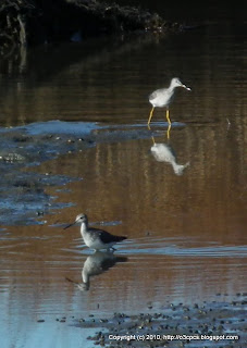 Greater Yellowlegs, 11/13/10, Stage Island Pool Overlook, Parker River NWR