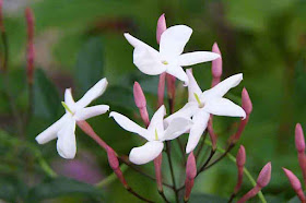 Jasmine flowers, buds, garden, Okinawa, Japan