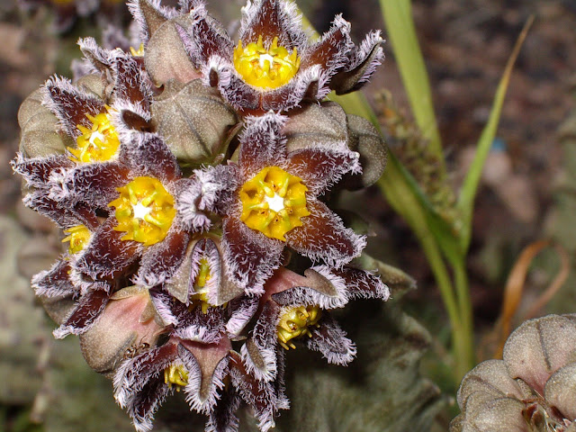 Caralluma burchardii subsp. burchardii