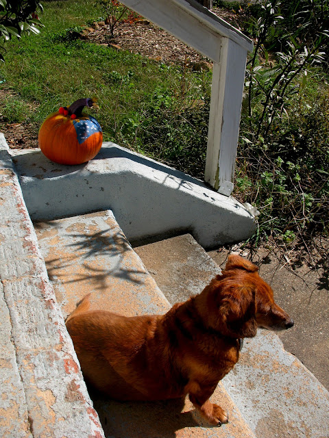 dachshund with pumpkin