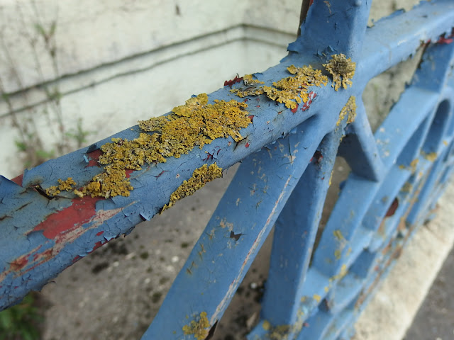 Lichen on the railings