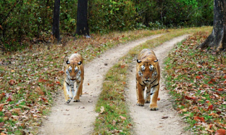 Government Notifies Rules framed under Section 49M of the Wild Life (Protection) Act, 1972