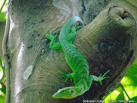 Green soa-soa lizard