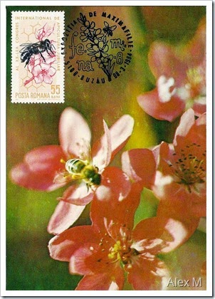 Floare_mar-28-07-1965