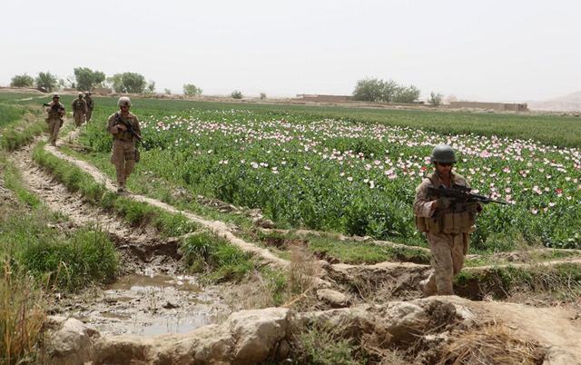A Police Mentoring Team and members of the Afghan national police patrol through a poppy field near Combat Outpost Castle, Helmand province, Afghanistan, March 29. PMT routinely patrol the area searching for improvised explosive devises, looking for Taliban influence, and interacting with the local populace while mentoring the ANP. 