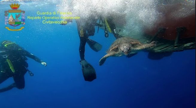 GdF libera in mare dodici piccole tartarughe marine della specie “Caretta Caretta” 