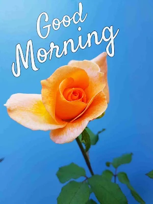 beautiful good morning images 2025
