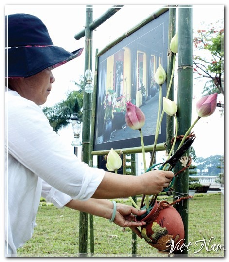 Hoa Sen, Việt Nam