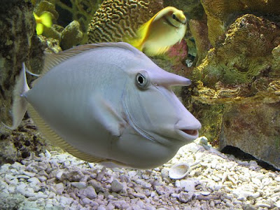 Unicorn Tang Fish Image