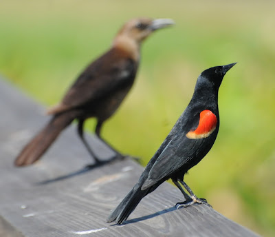 Red-winged Blackbird and Boat-tailed Grackle