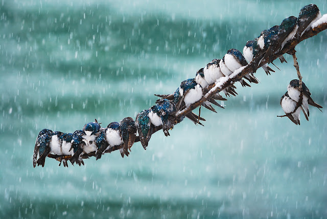 Why don't birds' feet freeze in the winter?