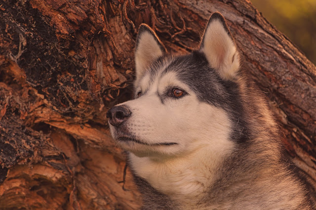 desktop wallpaper, dog, cute, muzzle, Alaskan Malamute