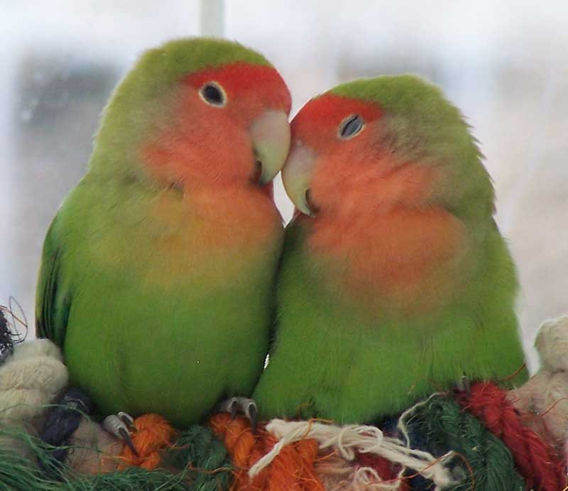 images of love birds kissing. Love Sign