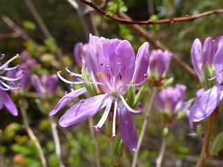 Rhododendron du Canada - Rhododendron canadense - Rhodora canadensis - Rhodora du Canada