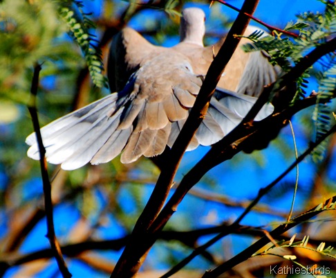 29. fly away-kab