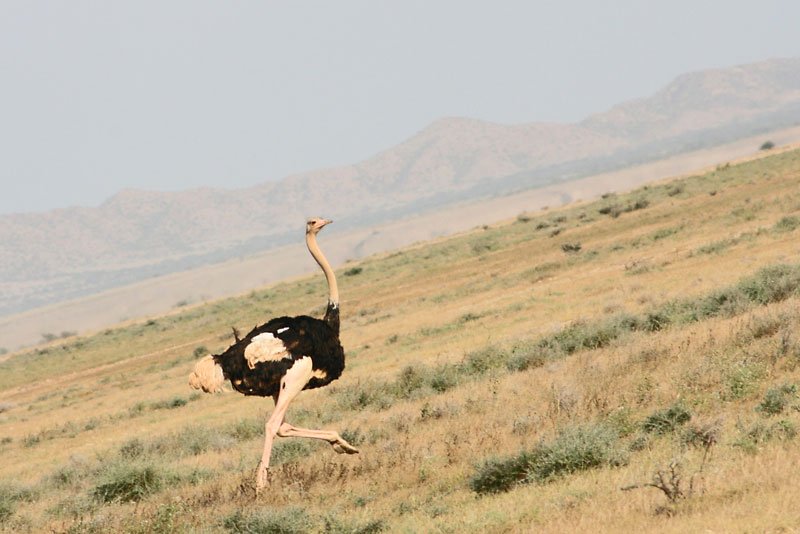 Photos of Eritrea  s wildlife  animals  Madote