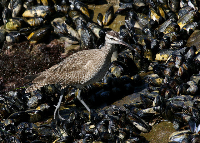 Whimbrel Bird Photos,Whimbrel bids images, Whimbrel foods, where Whimbrel bird found, Whimbrel bird location, whimbrel bird migration