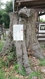 大阪府高槻市 上宮天満宮 猫神社 ねこ神社