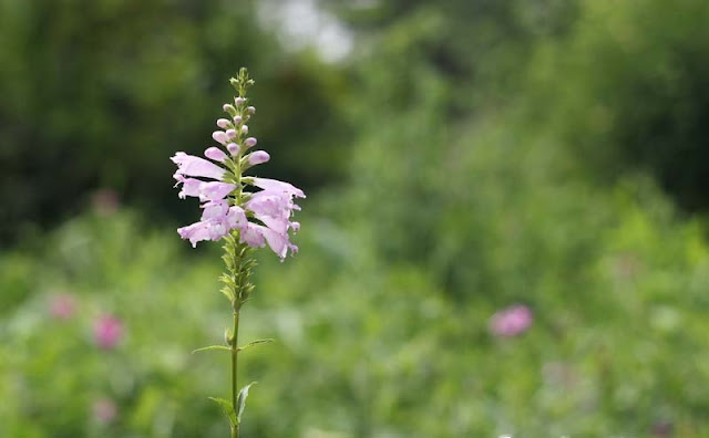 Physostegia Virginiana Flowers Pictures