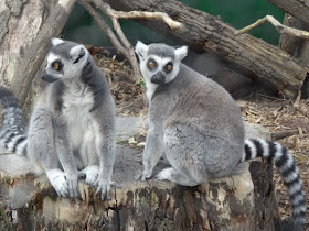 London Zoo Lemurs