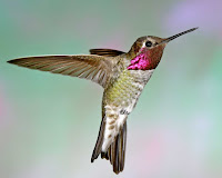 Hummingbirds Pictures Photos