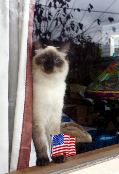 Cat in Window