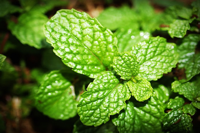 Peppermint/Pudina Benefits for Health, Hair, Skin