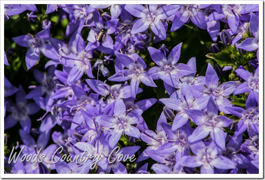 JUNE 2016 (6 of 39)