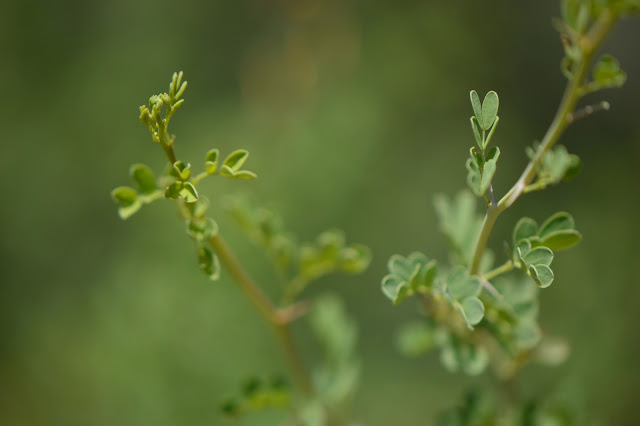 Parkinsonia florida, tree following meme