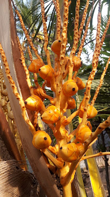 coconut fruits