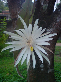 Kadupul Flower