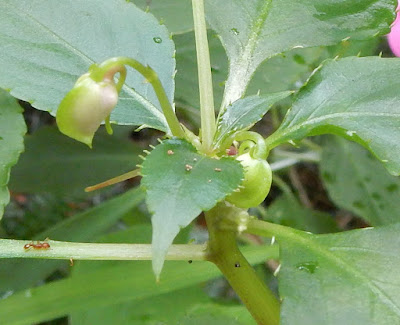 非洲鳳仙花的花序